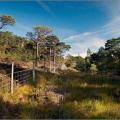 Torridon Scots Pine
